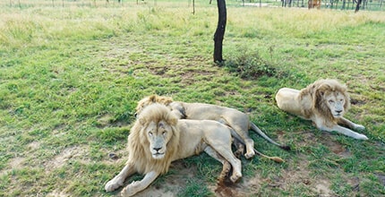 玩家滿意度調查