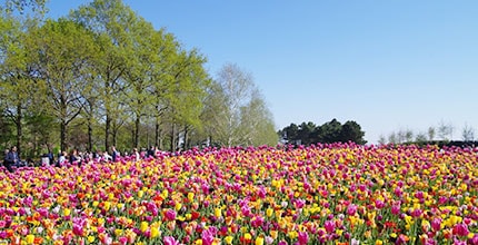 玩家滿意度調查