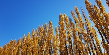 玩家滿意度調查