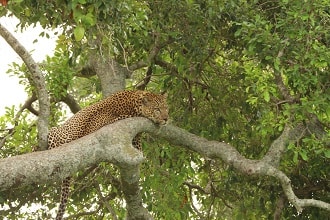 玩家滿意度調查