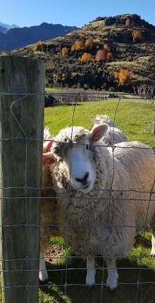 玩家滿意度調查